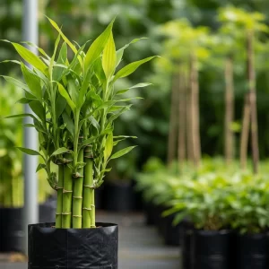 Bamboo Plant