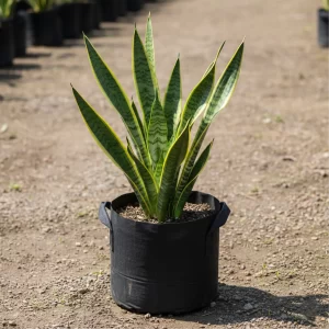 Sansevieria Superba Green (Snake Plant)