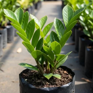 Zanzibar Gem (ZZ Plant)