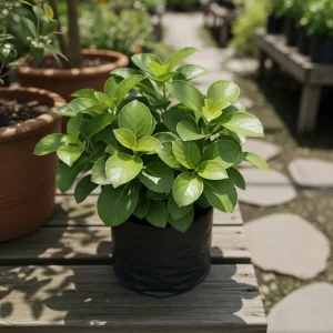 China Doll Plant