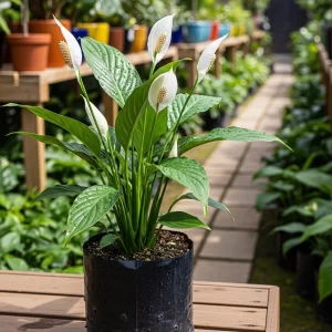 Peace lily
