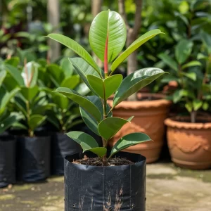 Rubber plant