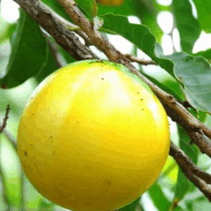 Abieu Plant