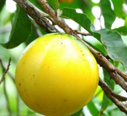 Abieu Plant
