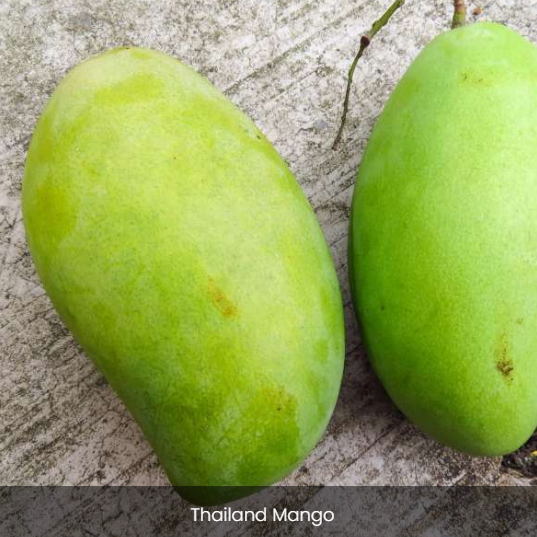 Mango (All Seasons) - Image 2