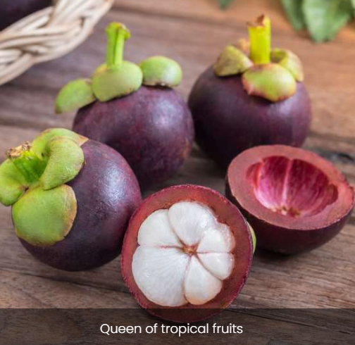 Mangosteen - Image 2