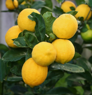 Meyer lemon