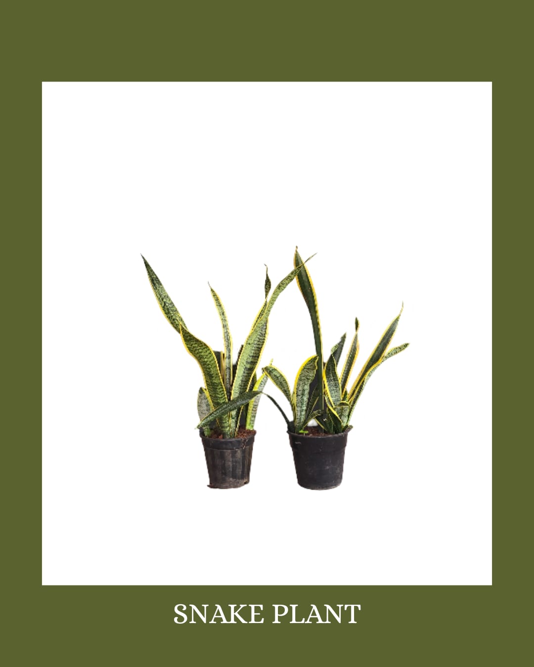 Futura Superba (Snake Plant) - Image 2