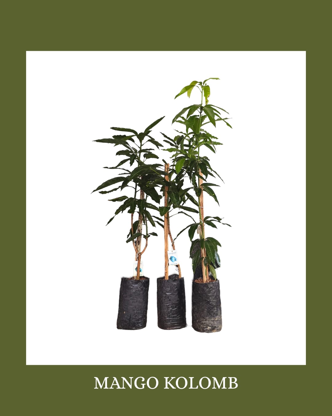 Mango (Kolumbu Bud) - Image 2